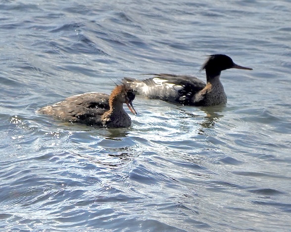 merganser